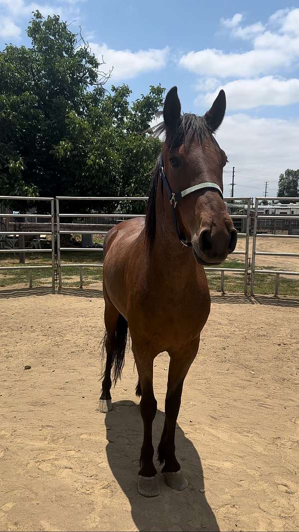 ridden-western-mustang-horse