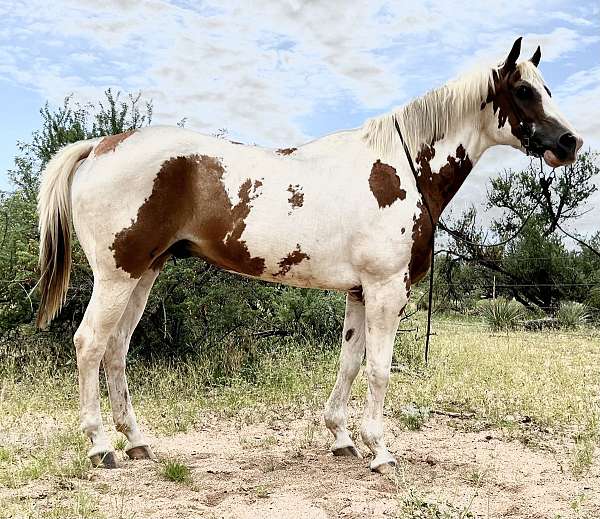 pinto-gelding