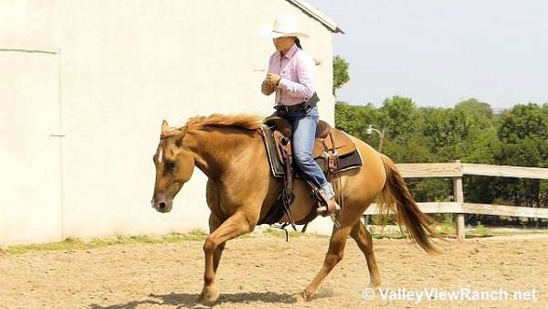 pleasure-driving-quarter-horse