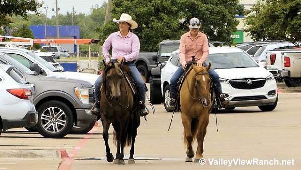 ranch-quarter-horse