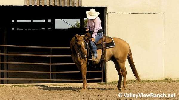 ranch-versatility-quarter-horse