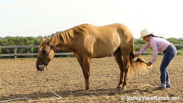 ranch-work-quarter-horse