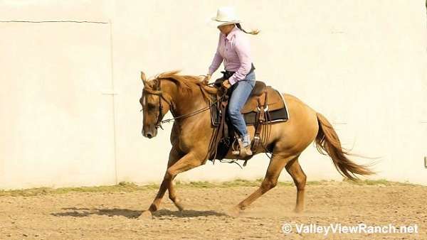 reined-cow-quarter-horse