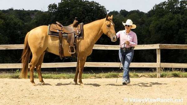 red-dun-quarter-horse-gelding