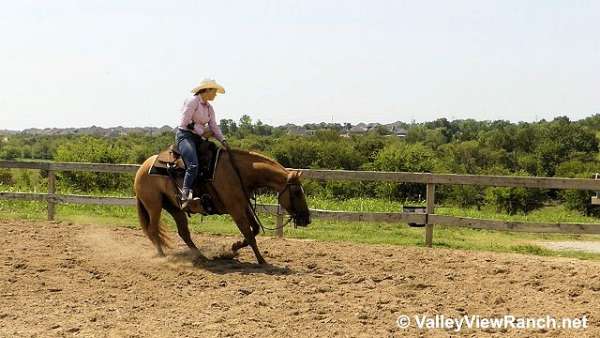 roping-quarter-horse