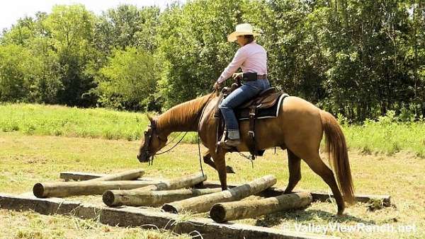 trained-quarter-horse