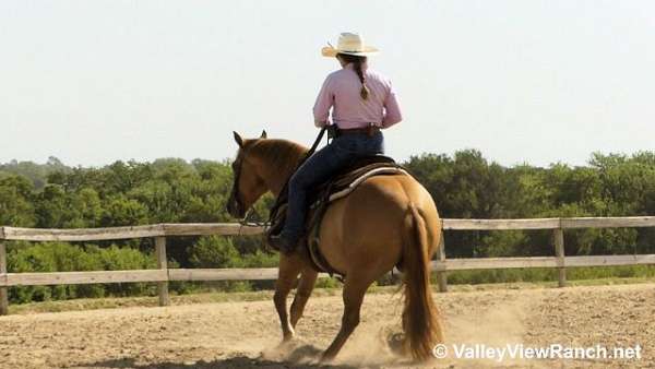 working-cow-quarter-horse