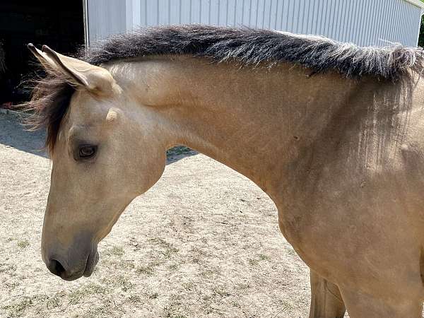 equitation-warmblood-horse