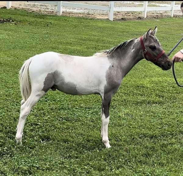 grulla-pony-colt