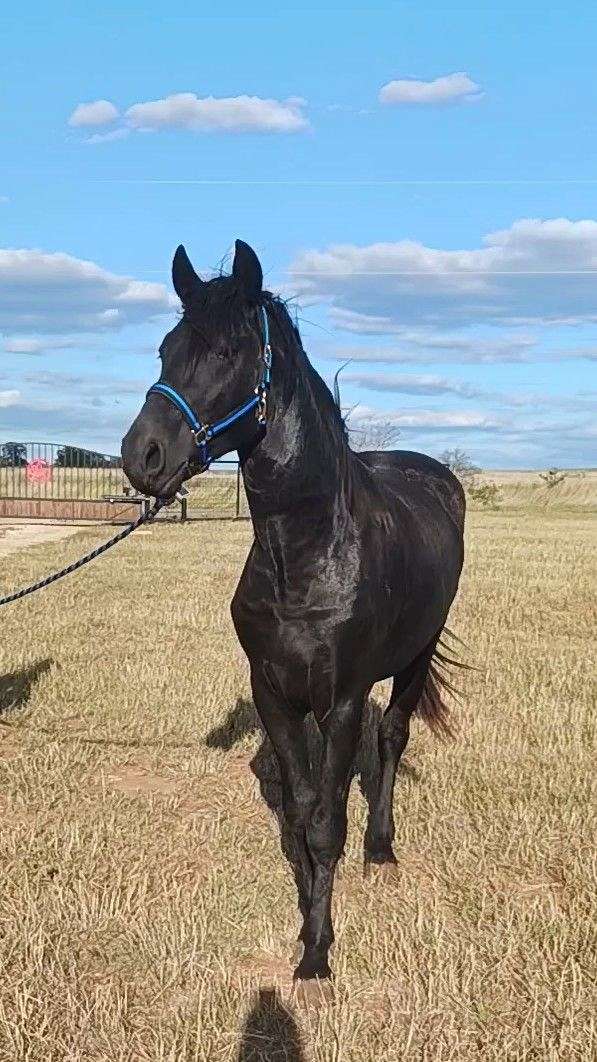 friesian-gelding