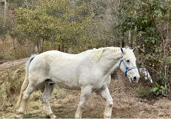 percheron-gelding