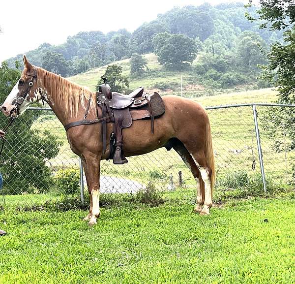 roan-sabino-gaited-horse