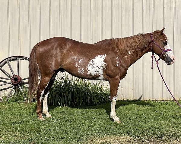 calf-roping-quarter-horse