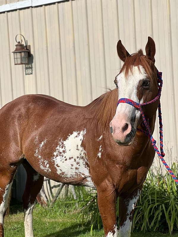 cowboy-mounted-shooting-quarter-horse