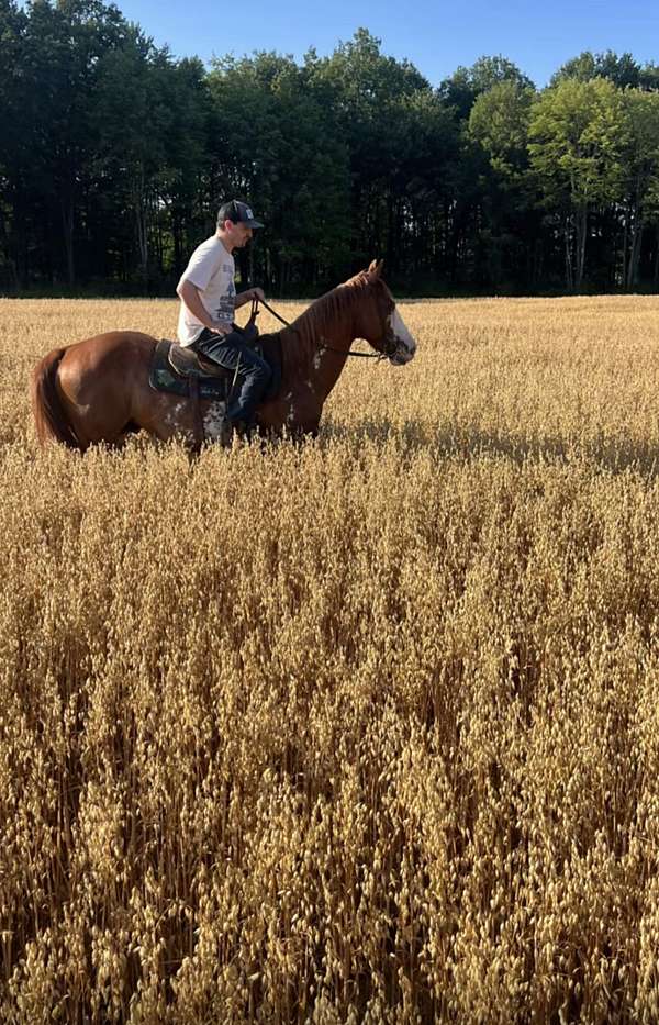 cutting-quarter-horse