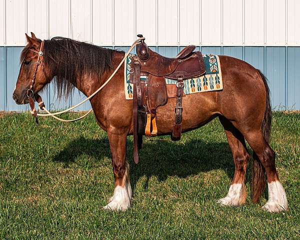 gypsy-vanner-mare