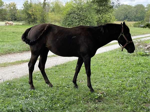 quarter-horse-stallion