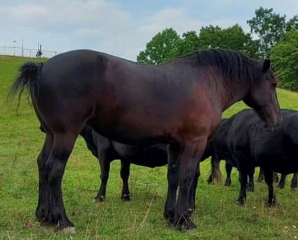 farm-work-percheron-horse