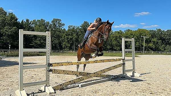 3-white-socks-horse