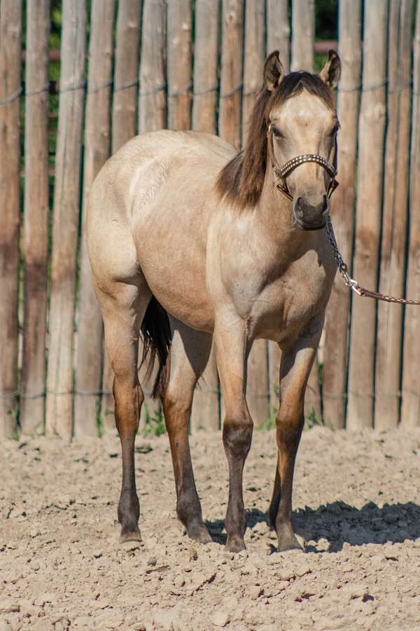 buckskin-team-ro-horse