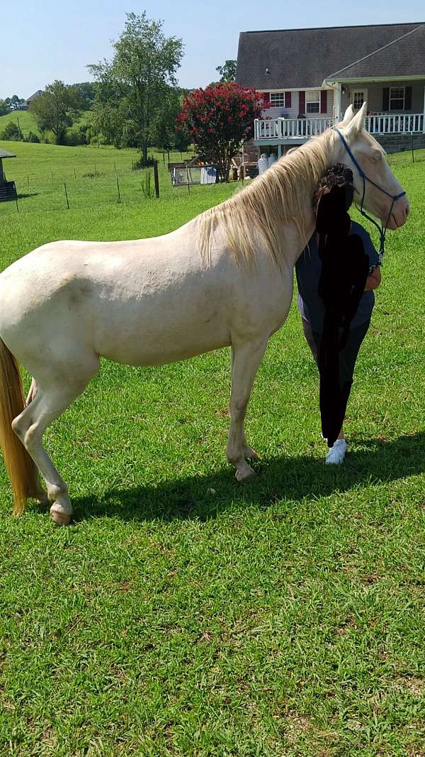 tennessee-walking-gelding