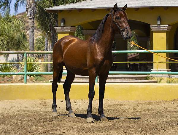 bay-andalusian-pony