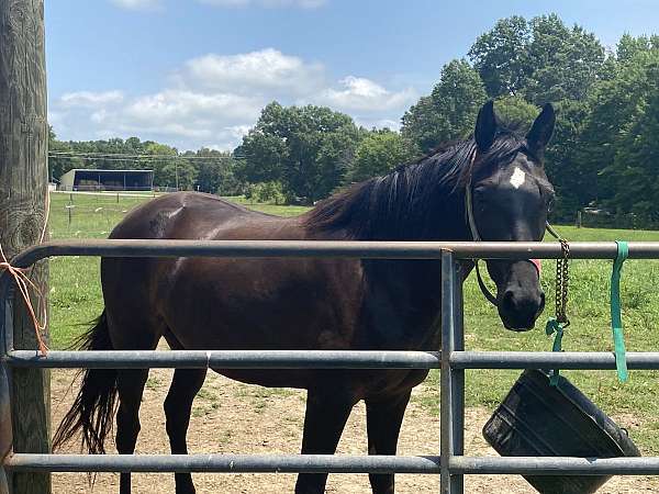 tennessee-walking-mare