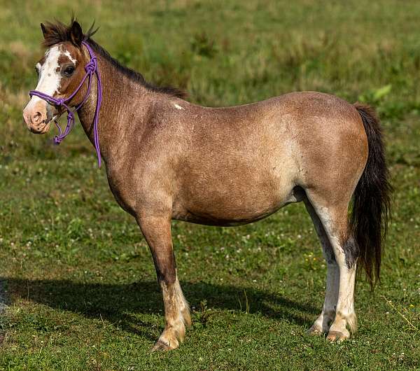 red-roan-roan-pony-mare-foal