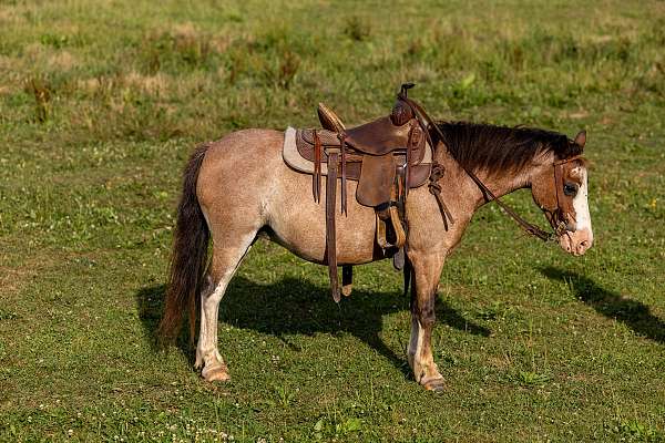 beginner-pony