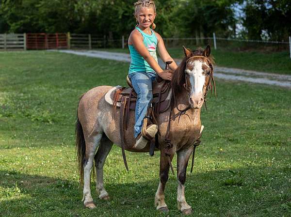 driving-pony