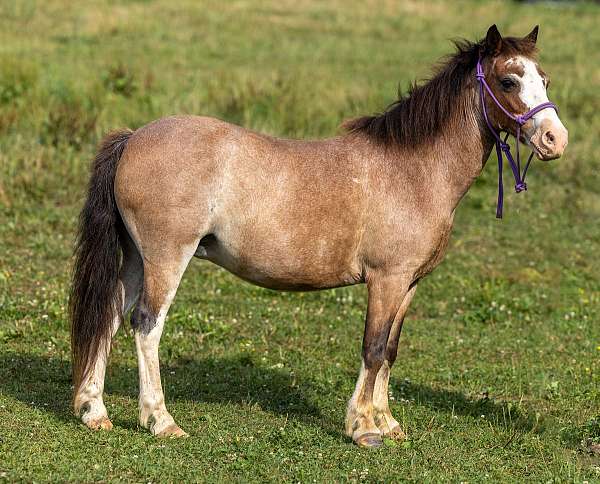 trail-pony