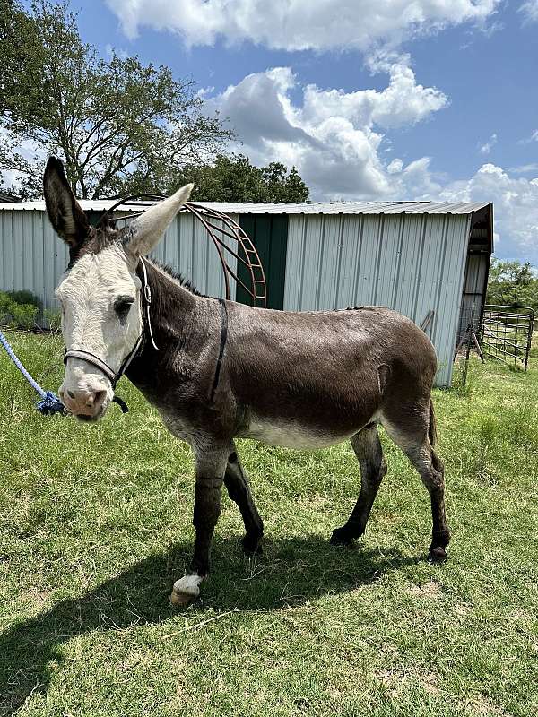 donkey-gelding