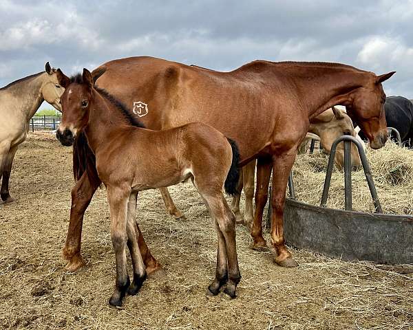 isabelo-andalusian-for-sale