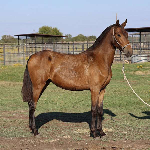 chestnut-andalusian-filly-stallion