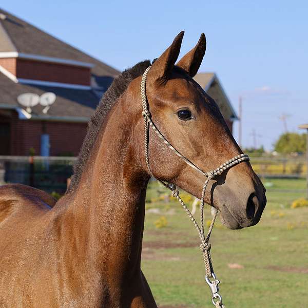 isabelo-andalusian-filly-stallion