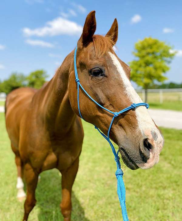 companion-therapy-quarter-horse