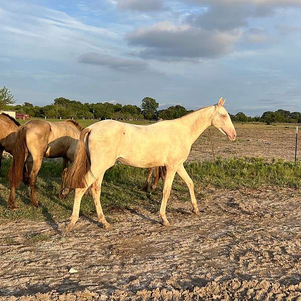 isabelo-filly-for-sale