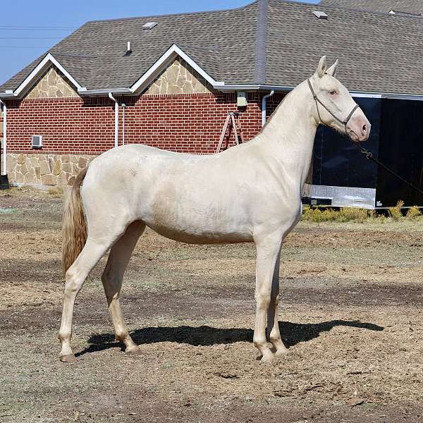 isabelo-filly-for-sale