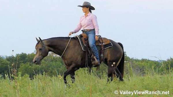 pleasure-driving-quarter-horse