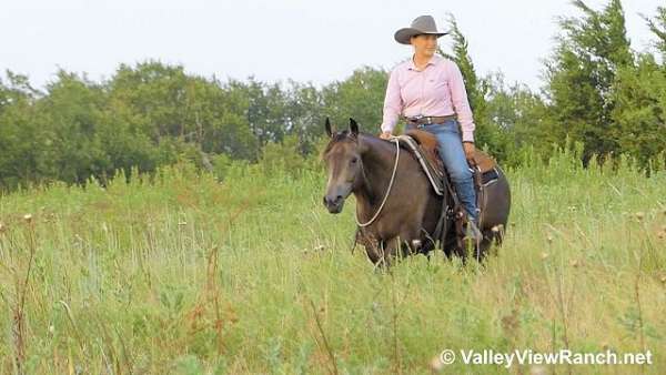 ranch-quarter-horse