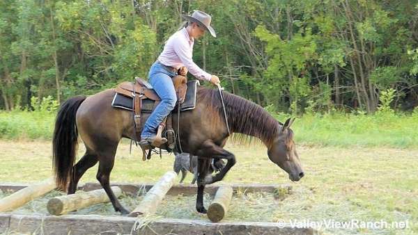 reined-cow-quarter-horse