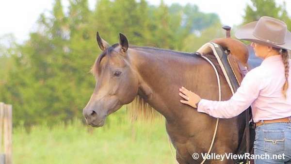 buckskin-quarter-horse-mare