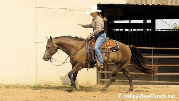 reining-quarter-horse