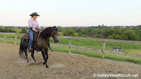 roping-quarter-horse