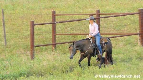 trail-quarter-horse