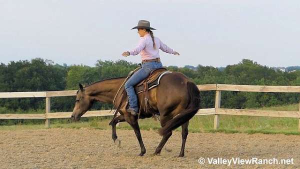 working-cow-quarter-horse