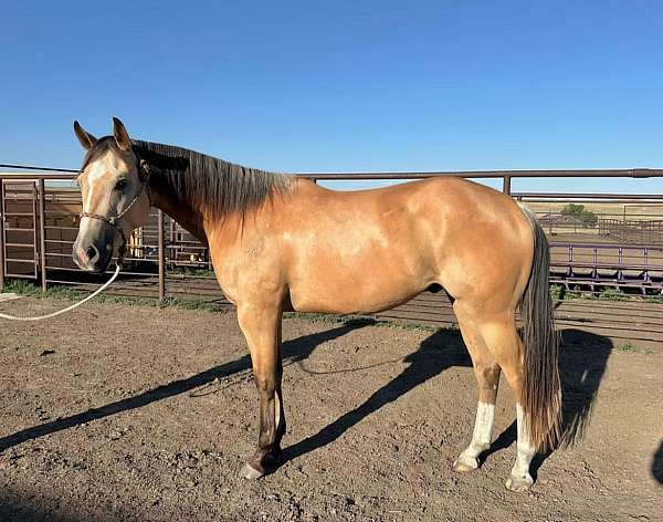 star-stripe-snip-two-white-stockings-horse