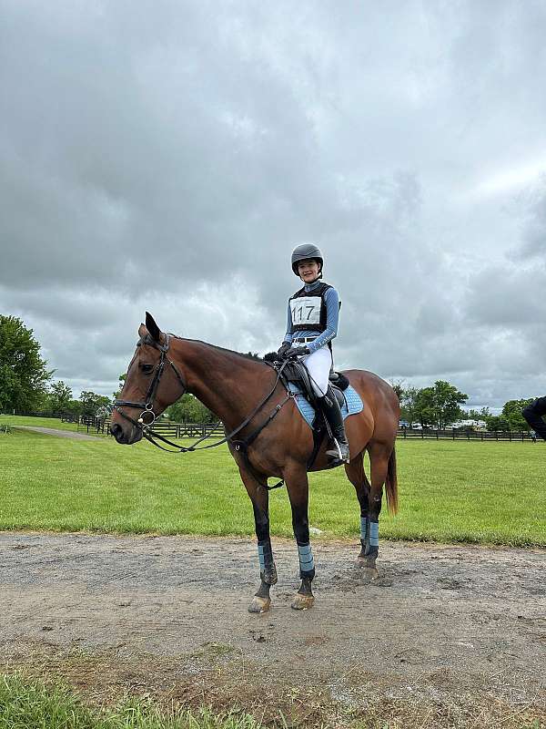 dressage-thoroughbred-pony