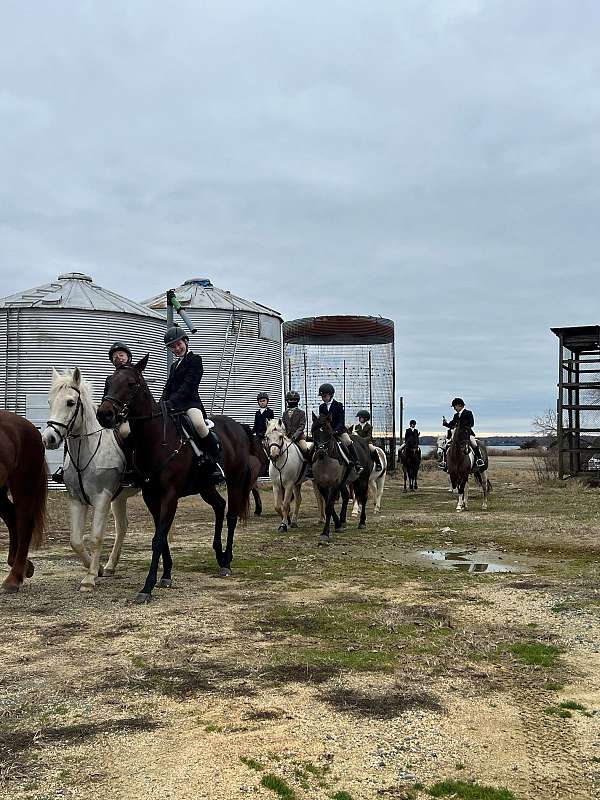 eventing-thoroughbred-pony