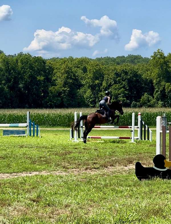 field-hunter-thoroughbred-pony